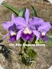 Ctt. Fitz Eugene Dixon